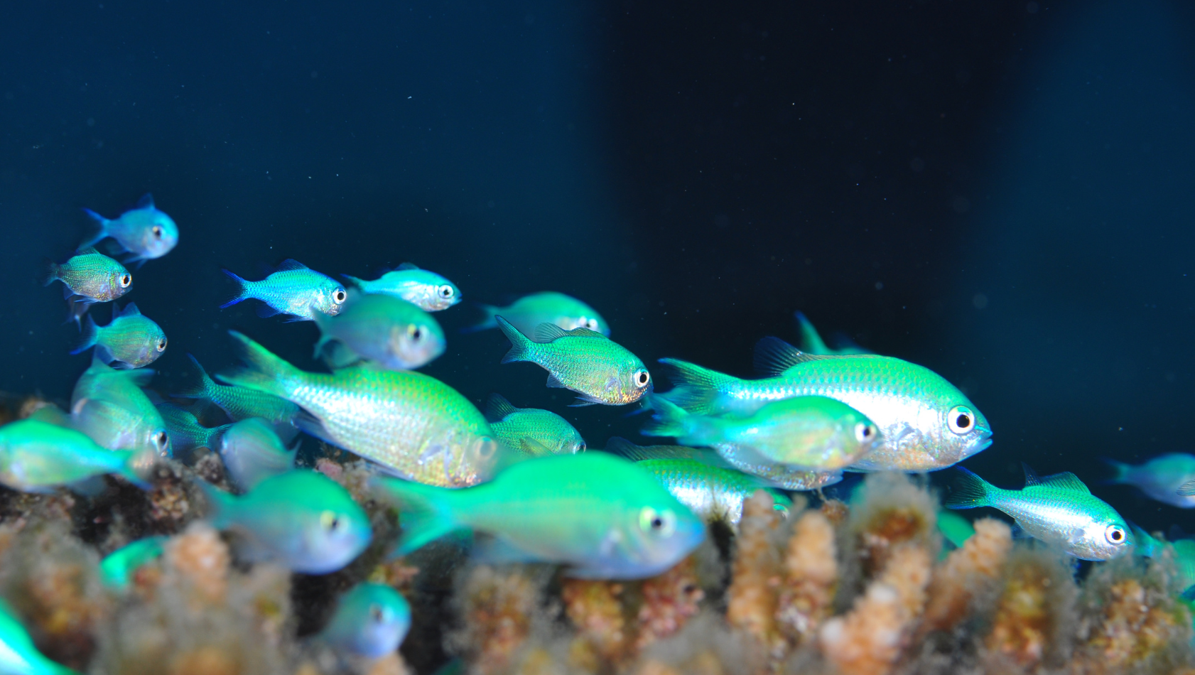 Chromis viridis