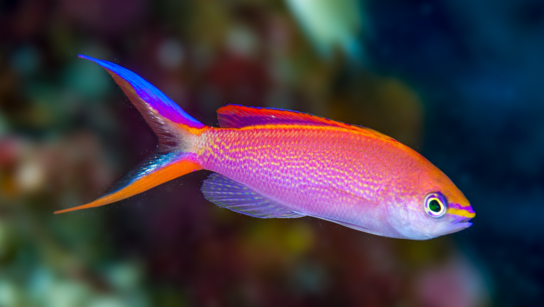 Pseudanthias smithvanizi